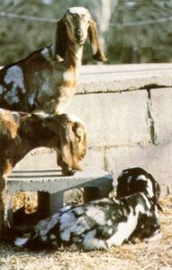 Advice on Raising Goats: If I Could Do It Over Again Image